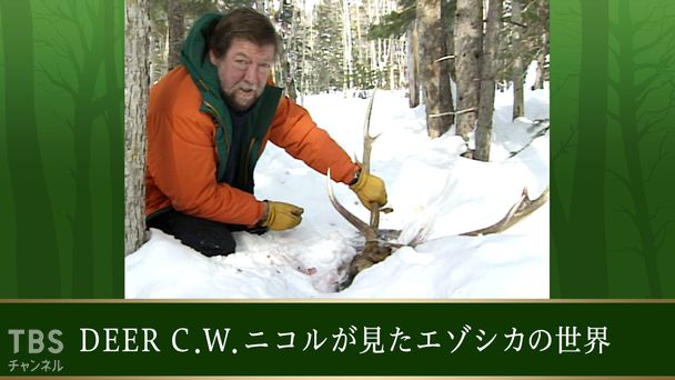 DEER C.W.ニコルが見たエゾシカの世界