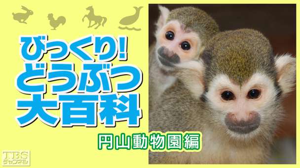 びっくり!どうぶつ大百科〜円山動物園編〜