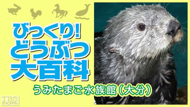 びっくり!どうぶつ大百科〜うみたまご水族館(大分)〜