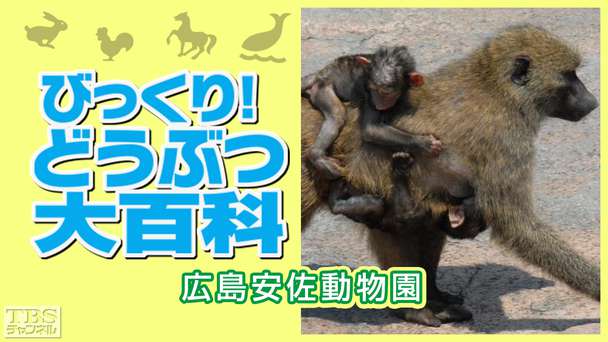 びっくり!どうぶつ大百科〜広島安佐動物園〜