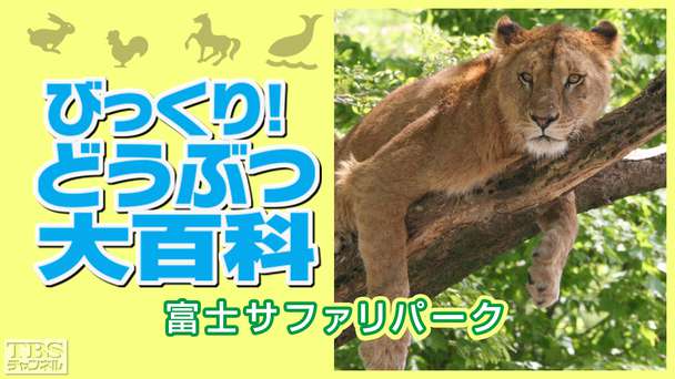 びっくり!どうぶつ大百科〜富士サファリパーク〜