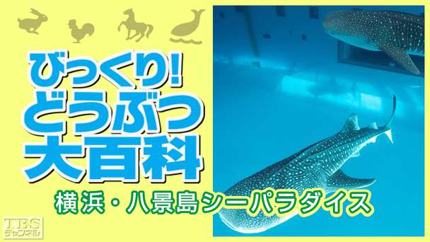 びっくり!どうぶつ大百科〜横浜・八景島シーパラダイス〜