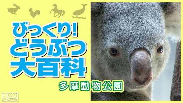 びっくり!どうぶつ大百科〜多摩動物公園〜