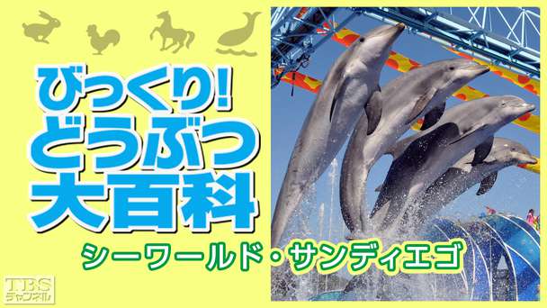 びっくり!どうぶつ大百科〜シーワールド・サンディエゴ〜