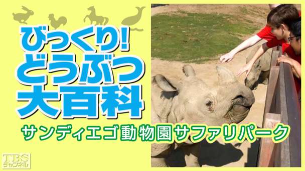 びっくり!どうぶつ大百科〜サンディエゴ動物園サファリパーク〜