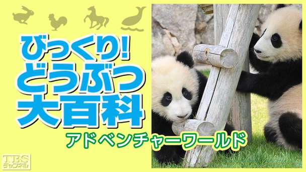 びっくり!どうぶつ大百科〜アドベンチャーワールド〜